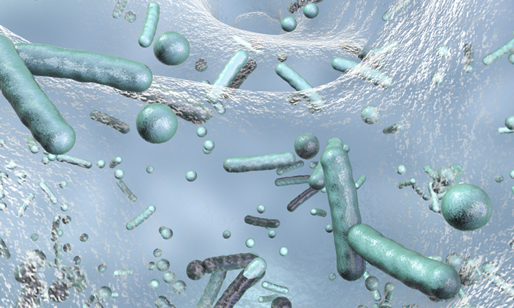 Bacteria on biofilm