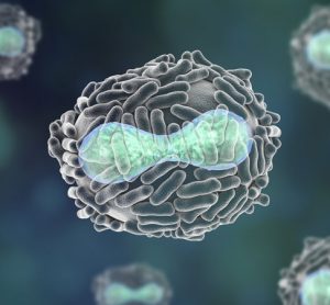vaccinia