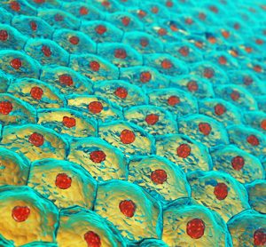 Image showing human skin cells
