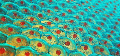 Image showing human skin cells