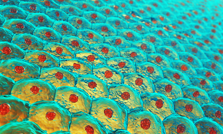 Image showing human skin cells