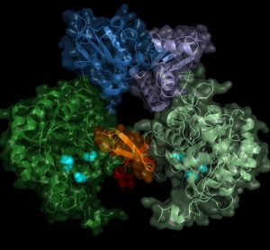 image by researchers of the structure of the T. brucei IMPDH enzyme