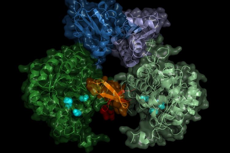 image by researchers of the structure of the T. brucei IMPDH enzyme