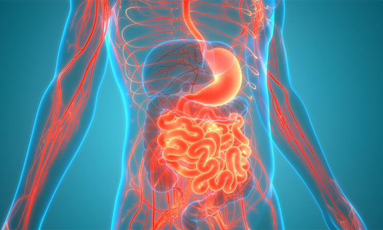 Human Digestive System Stomach with Small Intestine Anatomy. 3D