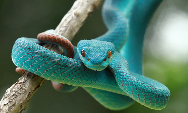 Snake venom might provide a safer antiplatelet drug