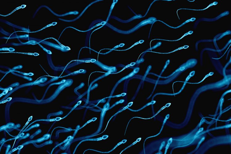 Sperm cells