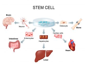 stem cell differentiation pathways