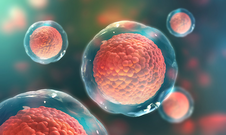 Image showing stem cells