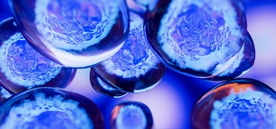 stem cells