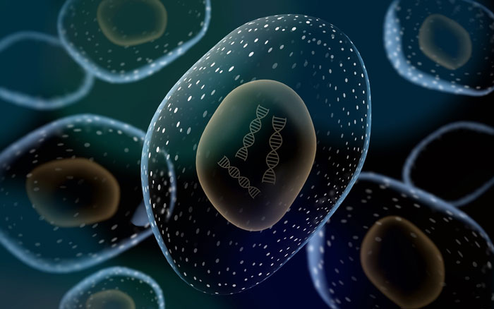 stem cell