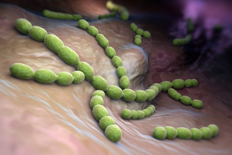 long and thin streptococcus pneumoniae bacteria in the lungs