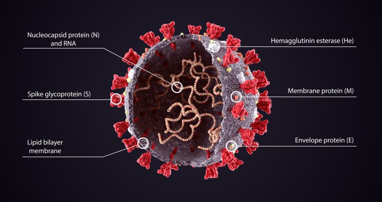 structure of a SARS-CoV-2 viral particle