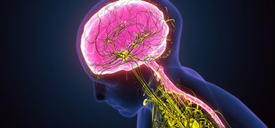 sympathetic nervous system