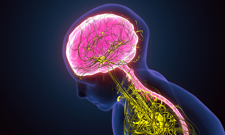 sympathetic nervous system