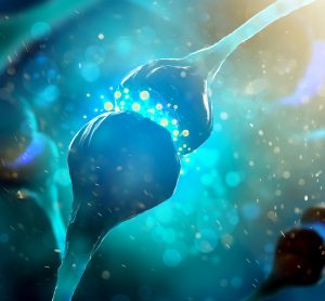 synapses