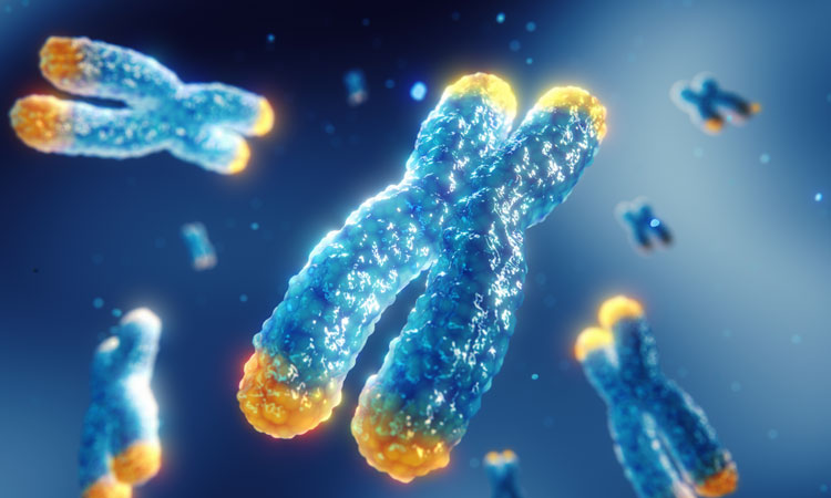 telomerase image