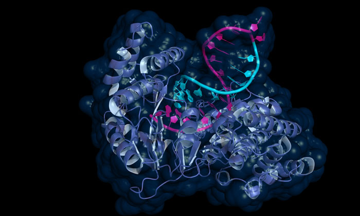 Targeting telomerase as therapeutic strategy for melanoma