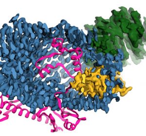 Human protein important for cellular communication resembles bacterial toxin