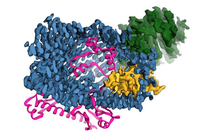 Human protein important for cellular communication resembles bacterial toxin