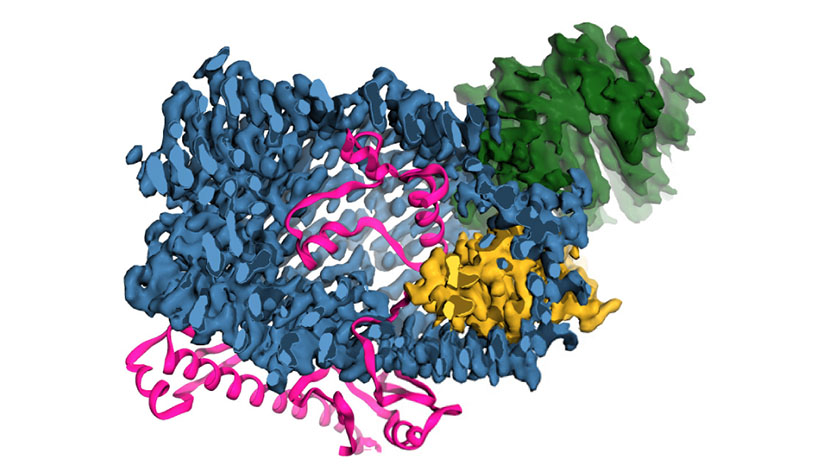 Human protein important for cellular communication resembles bacterial toxin