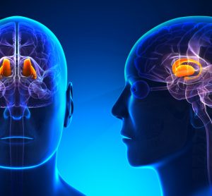 thalamus