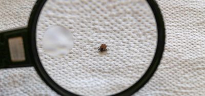 ALSV tick