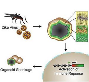 Zika virus: 3-D brain model
