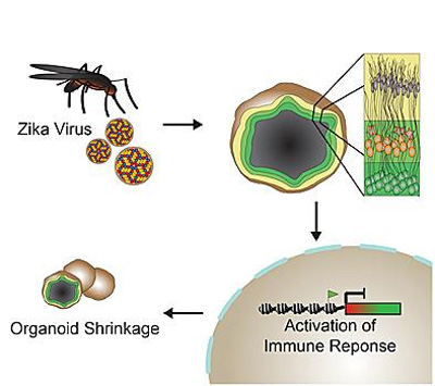 Zika virus: 3-D brain model