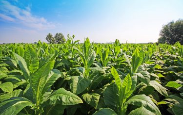tobacco plant farm