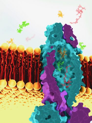 model of the tuberculosis transport protein