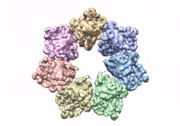 Moving image: This rotating image shows the 3D structure that NIEHS researchers created of the twinkle protein. The researchers used Cryo-EM and other techniques to show how disease mutations on the protein can lead to mitochondrial diseases. The video zooms to the protein interface where many of the disease mutations occur.