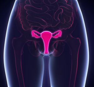 3D artist representation of female reproductive system