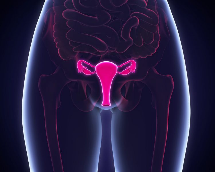 3D artist representation of female reproductive system