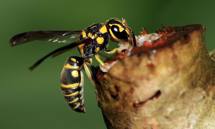 wasp