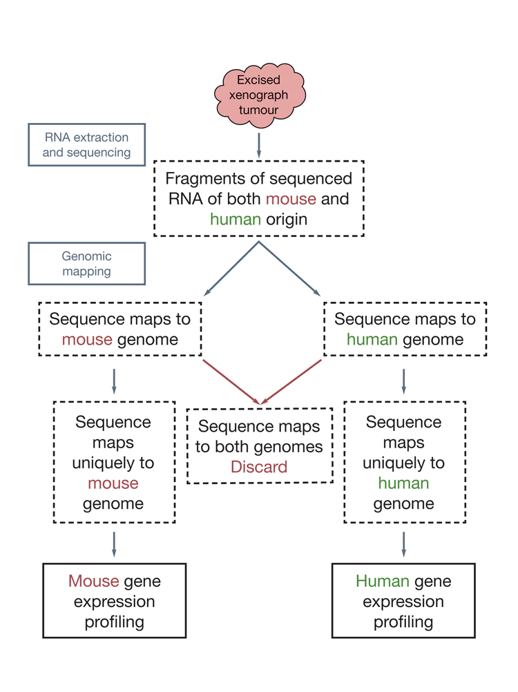 Figure 1: Dissection of human tumour and mouse stromal responses in a xenograph model by RNA-Seq. The human Calu-6 non-small cell lung cancer cell line was grown in mouse. The tumour was excised, the RNA extracted and subjected to RNA-Seq. The sequence read fragments were aligned to a human and mouse reference genome and reads that mapped uniquely to either genome were used for gene expression profiling of both the mouse- and human-derived tumour compartments.