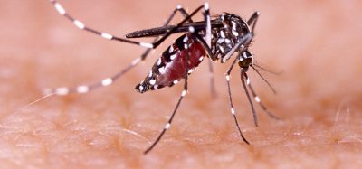zika virus