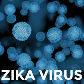 Zika virus cells