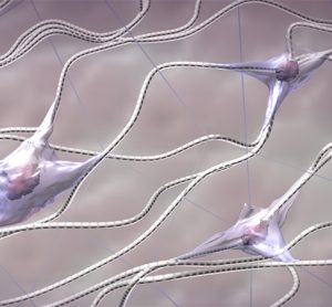 Fibroblasts, collagen and elastic fibers 3D model. Skin in zoom. Extracellular matrix structure. Scientific medical anatomical illustration
