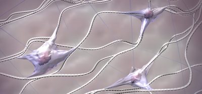 Fibroblasts, collagen and elastic fibers 3D model. Skin in zoom. Extracellular matrix structure. Scientific medical anatomical illustration